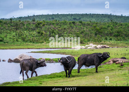 the bovidae family essay the bovidae family essay